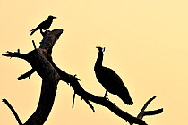 Common peafowl (Pavo cristatus) silhouetted at dawn, with House crow, Keoladeo Ghana National Park, Bharatpur, Rajasthan, India, March