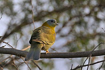 Yellow legged green pigeon (Treron phoenicoptera)  Keoladeo Ghana National Park, Bharatpur, Rajasthan, India, March