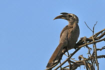 Indian grey hornbill (Ocyceros birostris) Keoladeo Ghana National Park, Bharatpur, Rajasthan, India, March