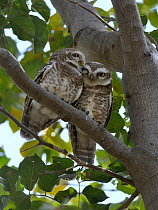 Spotted owlets (Athene brama) two huddled in tree, Keoladeo Ghana National Park, Bharatpur, Rajasthan, India, March
