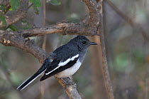 Oriental magpie robin (Copsychus saularis) Keoladeo Ghana National Park, Bharatpur, Rajasthan, India, March
