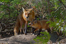 Red fox (Vulpes vulpes) mother with cub, wild animals living in the woods of the city of Montréal, Canada