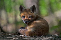 Red fox (vulpes vulpes) young cub at rest, living in the woods of the city of Montréal, Canada