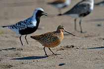 Short billed dowitcher (Limnodromus griseus) and Grey plover (Pluvialis squatarola) on beach at Pointe Pelee, Ontario, Canada, May