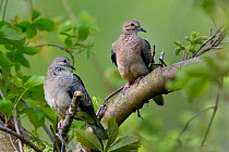 Mourning dove (Zenaida macroura) two in tree, Pointe Pelee, Ontario, Canada, May