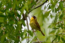 Common yellowthroat (Geothlypis trichas) singing, Pointe Pelee, Ontario, Canada, May