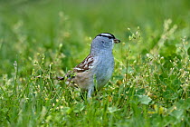 White crowned sparrow (Zonotrichia leucophtys) Pointe Pelee, Ontario, Canada, May