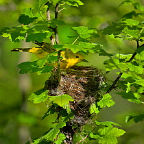 Yellow warbler (Dendroica petechia) at nest, Pointe Pelee, Ontario, Canada, May