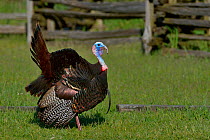 Wild turkey (Meleagris gallopavo) Pointe Pelee,  Ontario, Canada, May