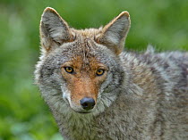 Coyote (Canis latrans) head portrait, Quebec,  Canada, captive
