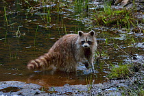 Raccoon (Procyon lotor) standing in water, Quebec, Canada
