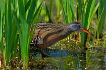 Virginia rail (Rallus limicola) in water reeds, Quebec, Canada, May