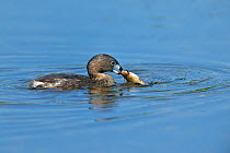 Pied-billed grebe (Podilymbus podiceps) with fish in beak, Quebec, Canada, May