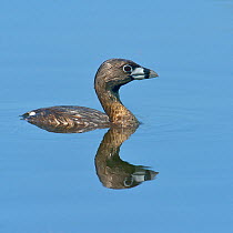 Pied-billed grebe (Podilymbus podiceps) profile portrait on water with reflection, Quebec, Canada, May