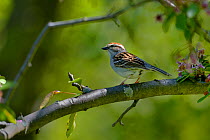 Chipping sparrow (Spizella passerina) Quebec, Canada, May