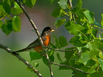 American robin (Turdus migratorius) Canada, May