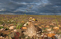 Stone curlew (Burhinus oedicnemus) incubating with storm approaching in early evening sunshine, Guerreiro, Castro Verde, Alentejo, Portugal, April