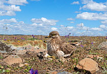 Stone curlew (Burhinus oedicnemus) incubating remaining egg, with chick flaked out sunbathing in front, Guerreiro, Castro Verde, Alentejo, Portugal, April