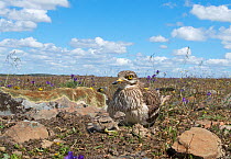 Stone curlew (Burhinus oedicnemus) incubating remaining egg, with chick already hatched in front, Guerreiro, Castro Verde, Alentejo, Portugal, April