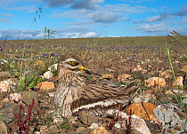 Stone curlew (Burhinus oedicnemus) looking at chick poking its head out of its back feathers, Guerreiro, Castro Verde, Alentejo, Portugal, April