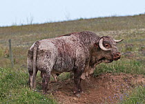 Alentejana bull (Bos taurus) rare breed cattle, standing over a dust bath area, Guerreiro, Castro Verde,Alentejo, Portugal