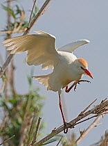 Cattle egret (Bubulcus ibis) in full breeding plumage balancing on a bamboo cane as it walks along it Guerreiro, Castro Verde, Alentejo, Portugal, May