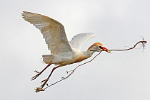 Cattle egret (Bubulcus ibis) in flight carrying a large stick to its nest, Guerreiro, Castro Verde, Alentejo, Portugal, May