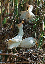 Two Cattle egrets (Bubulcus ibis) fighting over spatial nesting territory in the colony, Guerreiro, Castro Verde, Alentejo, Portugal, May
