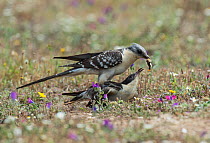 Great spotted cuckoo (Clamator glandarius) male offering a large grub to a female prior to copulation, Guerreiro, Castro Verde, Alentejo, Portugal, January