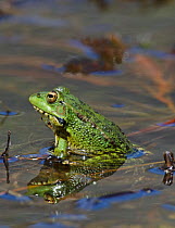 Marsh Frog (Rana ridibunda) calling in breeding pond, Guerreiro, Castro Verde, Alentejo, Portugal, May