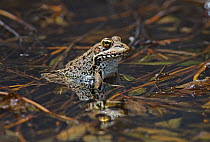 Marsh frog (Rana ridibunda) in breeding pond, Guerreiro, Castro Verde, Alentejo, Portugal, May
