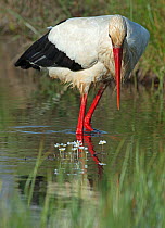 White stork (Ciconia ciconia) bird fishing, Guerreiro, Castro Verde, Alentejo, Portugal, April