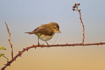 Chiffchaff (Phylloscopus collybita) female carrying nesting material in early morning, Wirral, Merseyside UK May