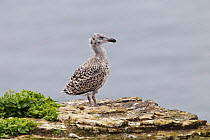 Greater Black backed Gull (Larus marinus) chick on cliff top, Puffin Island, North Wales, UK, June