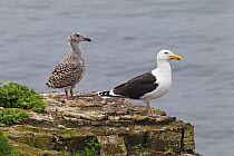 Greater Black backed Gull (Larus marinus) chick and adult on cliff top, Puffin Island, North Wales, UK June