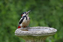 Great Spotted woodpecker (Dendrocopos major) male drinking at bird bath in garden, Cheshire UK June