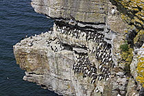 Common Guillemots (Uria aalge) packed together on cliff, Puffin Island, North Wales UK June