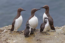 Common guillemots (Uria aalge) adults and chicks on cliff top, Puffin Island, North Wales UK June