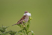 House sparrow (Passer domesticus) female with feather for nest building, Wirral Merseyside, UK June