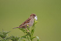 House sparrow (Passer domesticus) female with feather for nest building, Wirral Merseyside, UK June