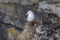 Kittiwake (Rissa tridactyla) at nest on cliff with egg, Puffin Island, North Wales UK June