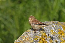 Linnet (Carduelis cannabina) juvenile perched on rock waiting to be fed, Cheshire UK June