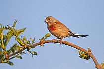 Linnet (Carduelis cannabina) male perched above hedge in early morning sun, Cheshire UK June