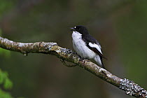 Pied Flycatcher (Ficedula hypoleuca) male singing in woodland, North Wales UK May
