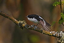 Pied Flycatcher (Ficedula hypoleuca) male stretching wings perched in woodland, North Wales UK May