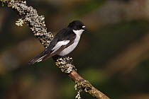 Pied Flycatcher (Ficedula hypoleuca) male perched in woodland, North Wales UK May