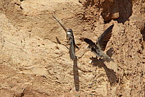 Sand martin (Riparia riparia) right hand bird knocking other bird off cliff during rivalry for nesting place, Wirral Merseyside UK June