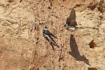 Sand Martin (Riparia riparia) right hand bird flying in to knock other bird off cliff during rivalry for nesting place, Wirral Merseyside UK June