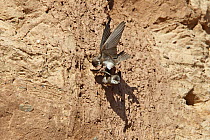 Sand Martin (Riparia riparia) one bird knocking other bird off cliff during rivalry for nesting place, Wirral Merseyside UK June