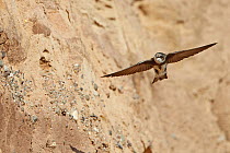 Sand Martin (Riparia riparia) flying along cliff at nest site, Wirral Merseyside UK June